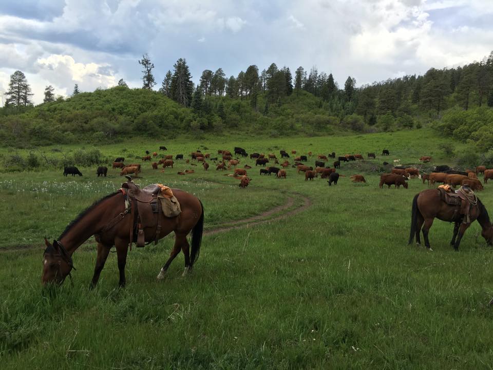 BB Ranch LLC | Bayfield CO