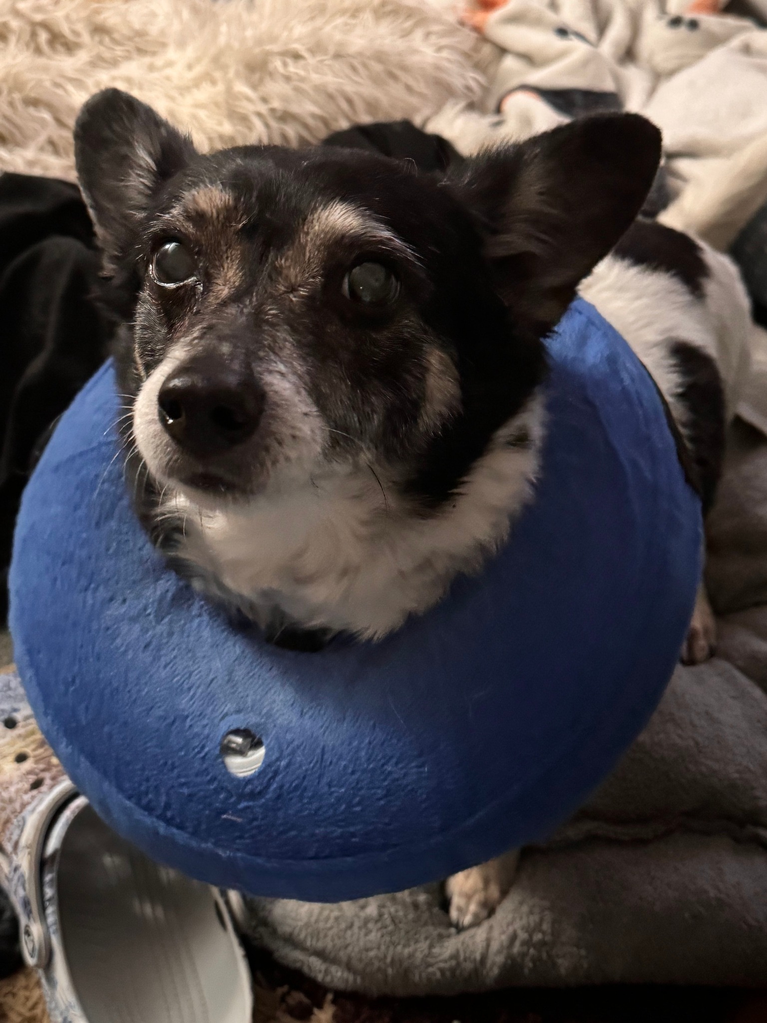 Salty Paws Brigade | Fredericksburg VA