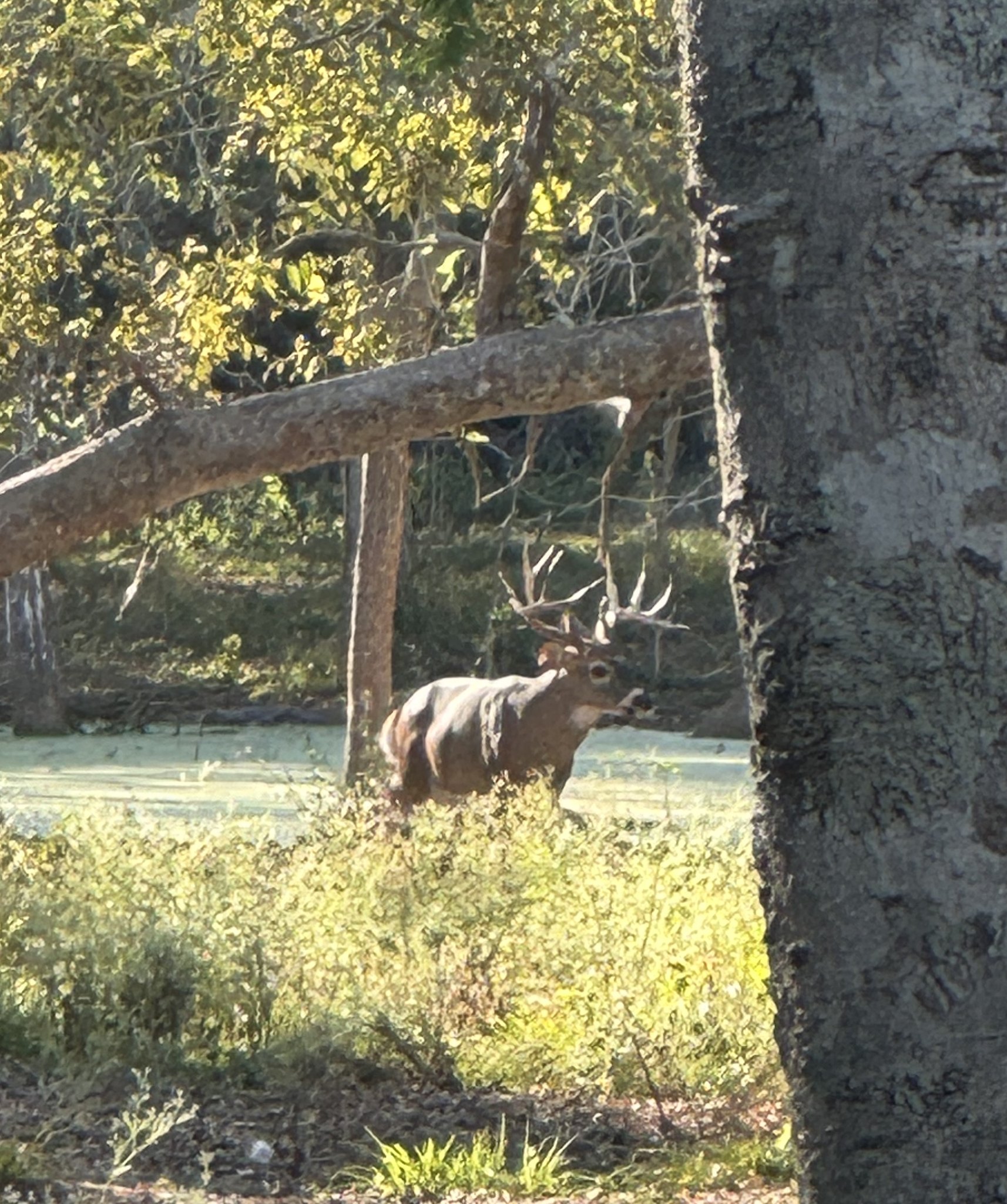 Triple P Game Ranch | Wharton TX