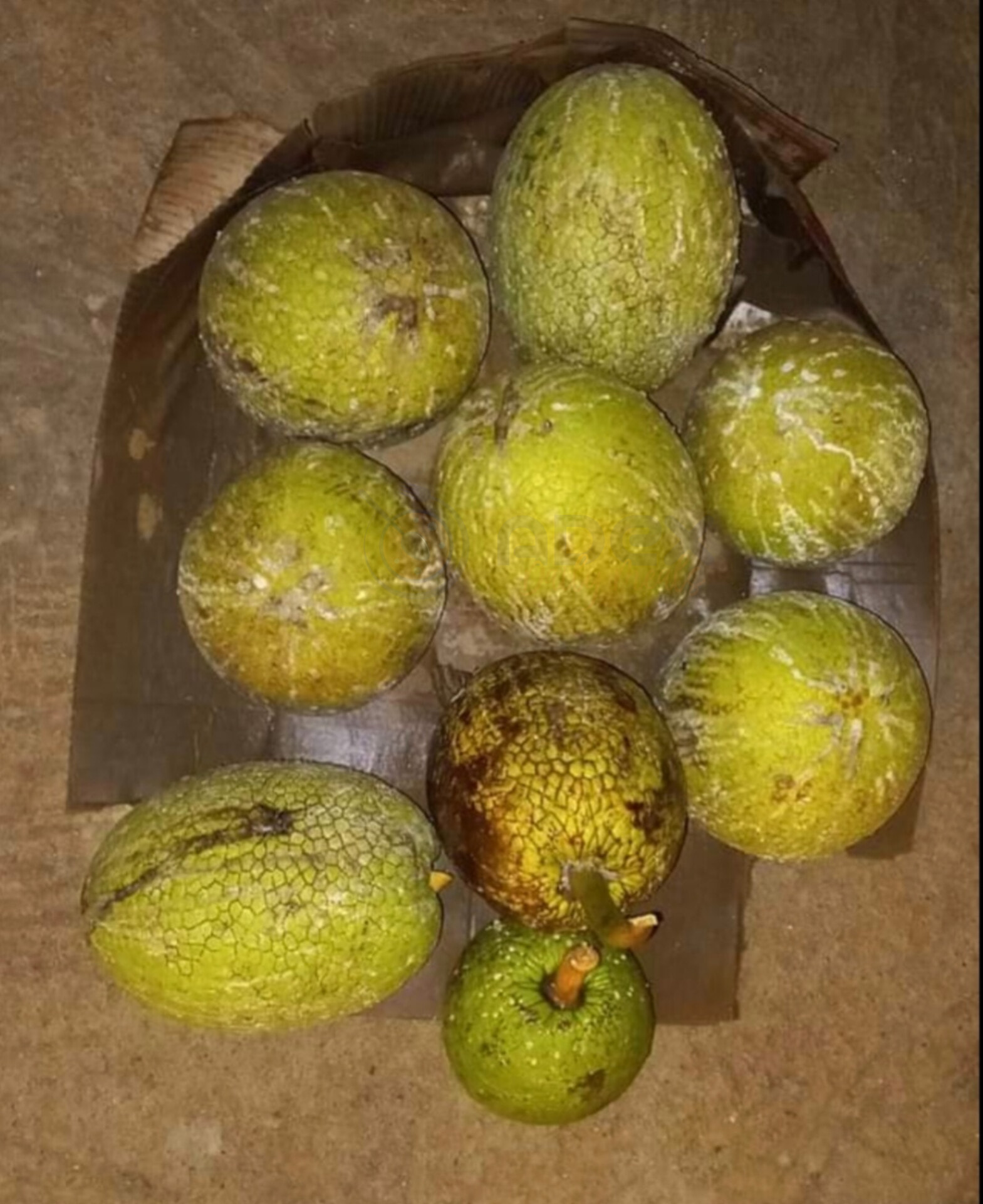 Delicious breadfruit tree with green fruit