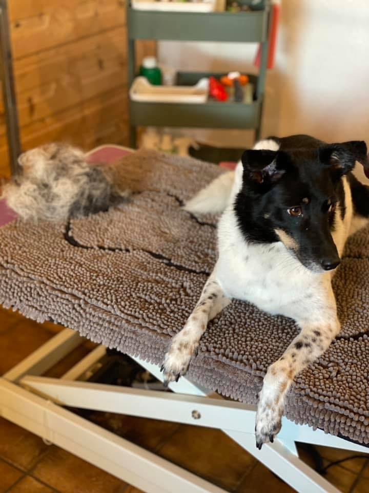 Howdy Dogs Claudia