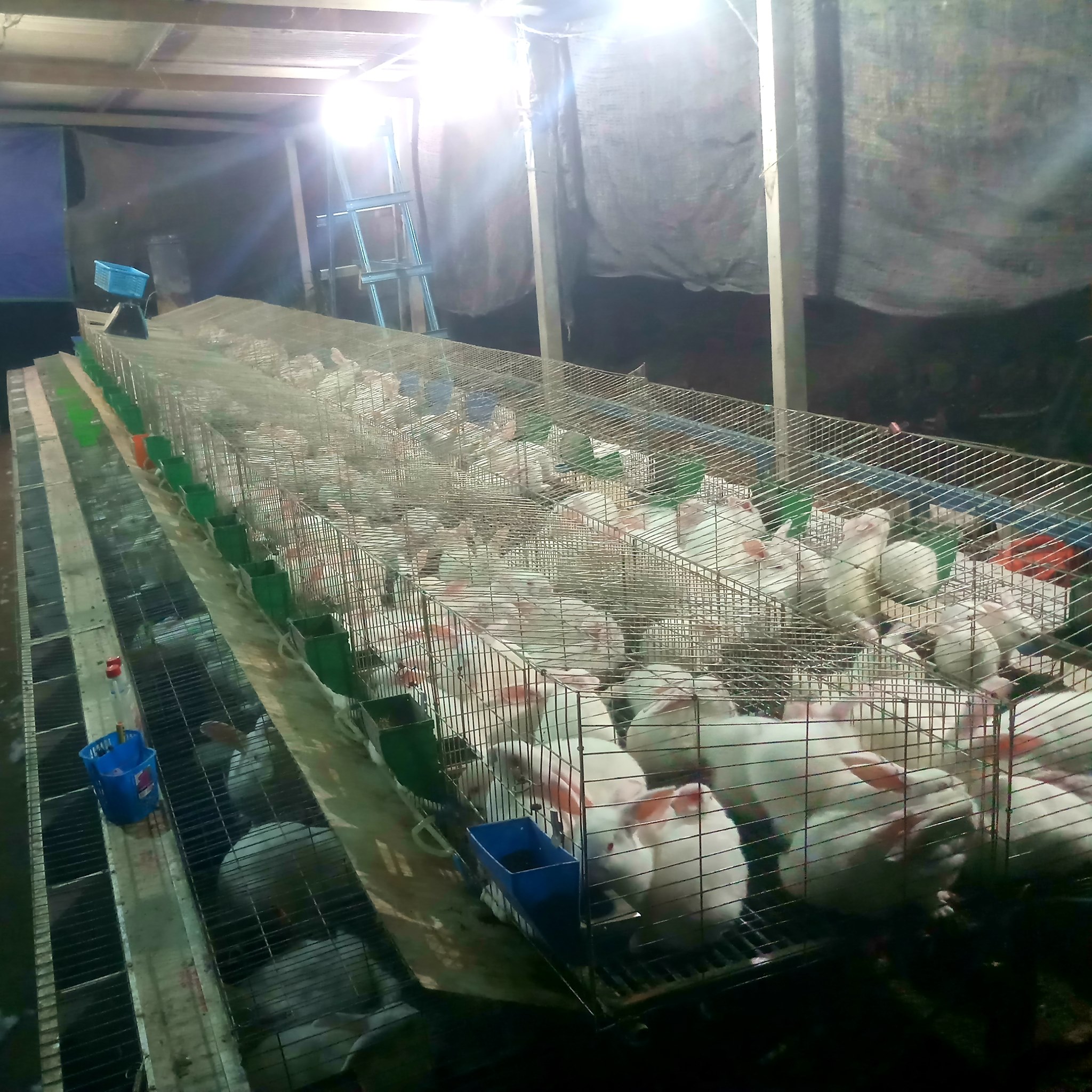 ZA Rabbits Farm - ZA Rabbits Farm added a new photo.