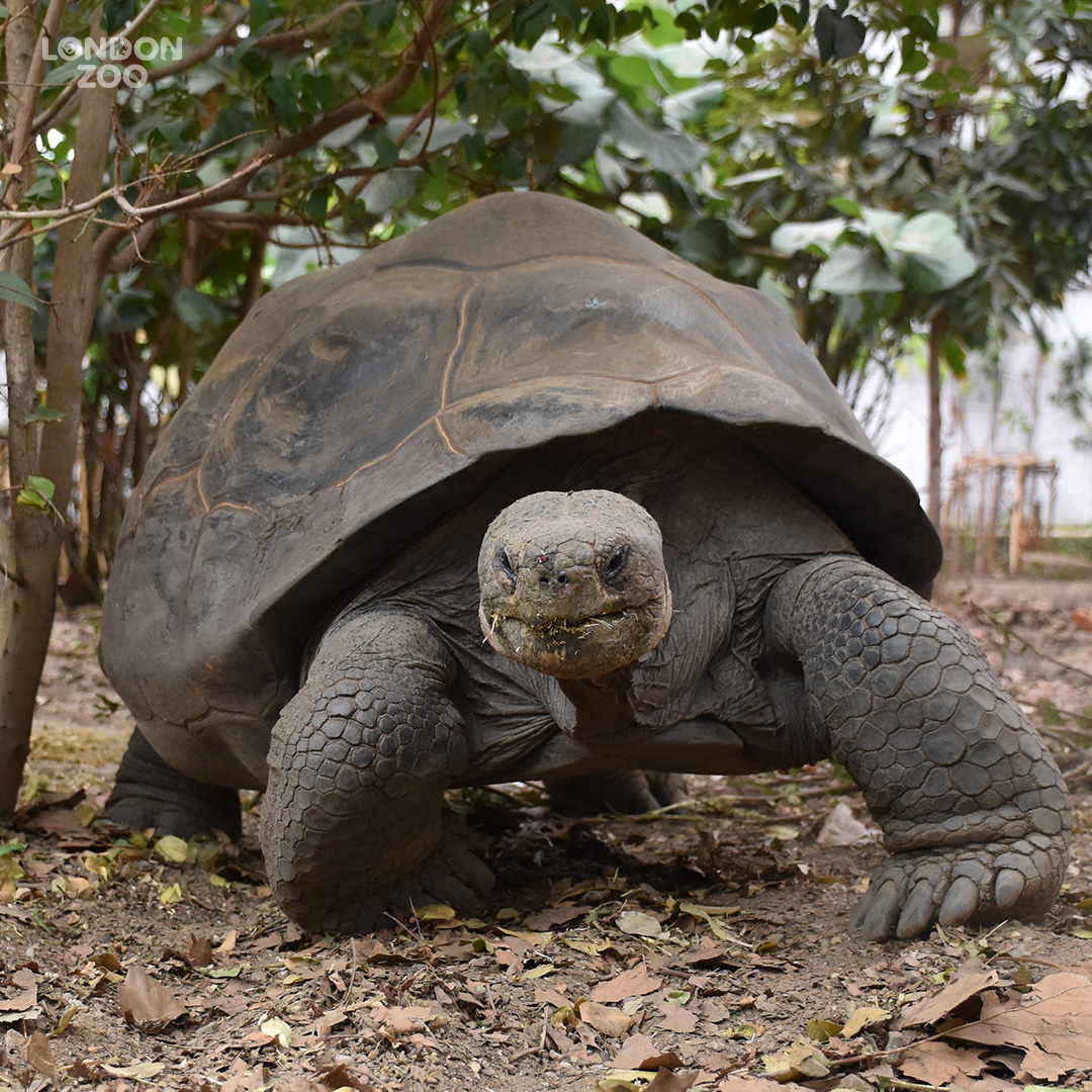 London Zoo - Did you know, Galápagos tortoise eggs are the size of a ...
