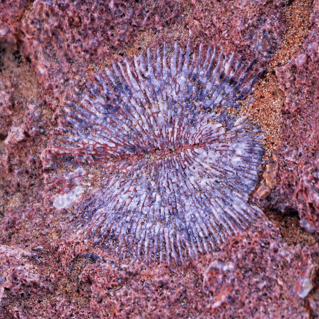 Cunnolite sp 80 million years old... - How I met the fossils | Facebook