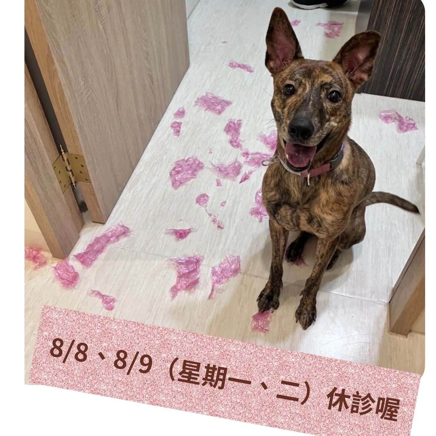 暖心動物醫院 - [暖心提醒] （如圖所示） 8/8、8/9休診喔 #巧虎送養中_送養成功前都是院狗 #台南北區動物醫院 #狗貓針灸_中藥 ...