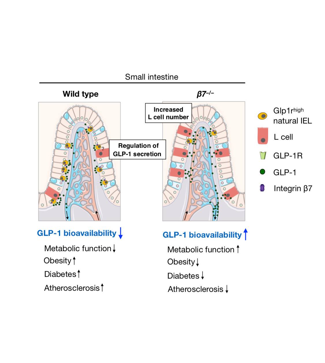 Immunometabolism - A special type of immune cell in the intestine ...