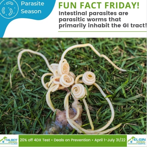 The most common intestinal... - Talbot Animal Clinic