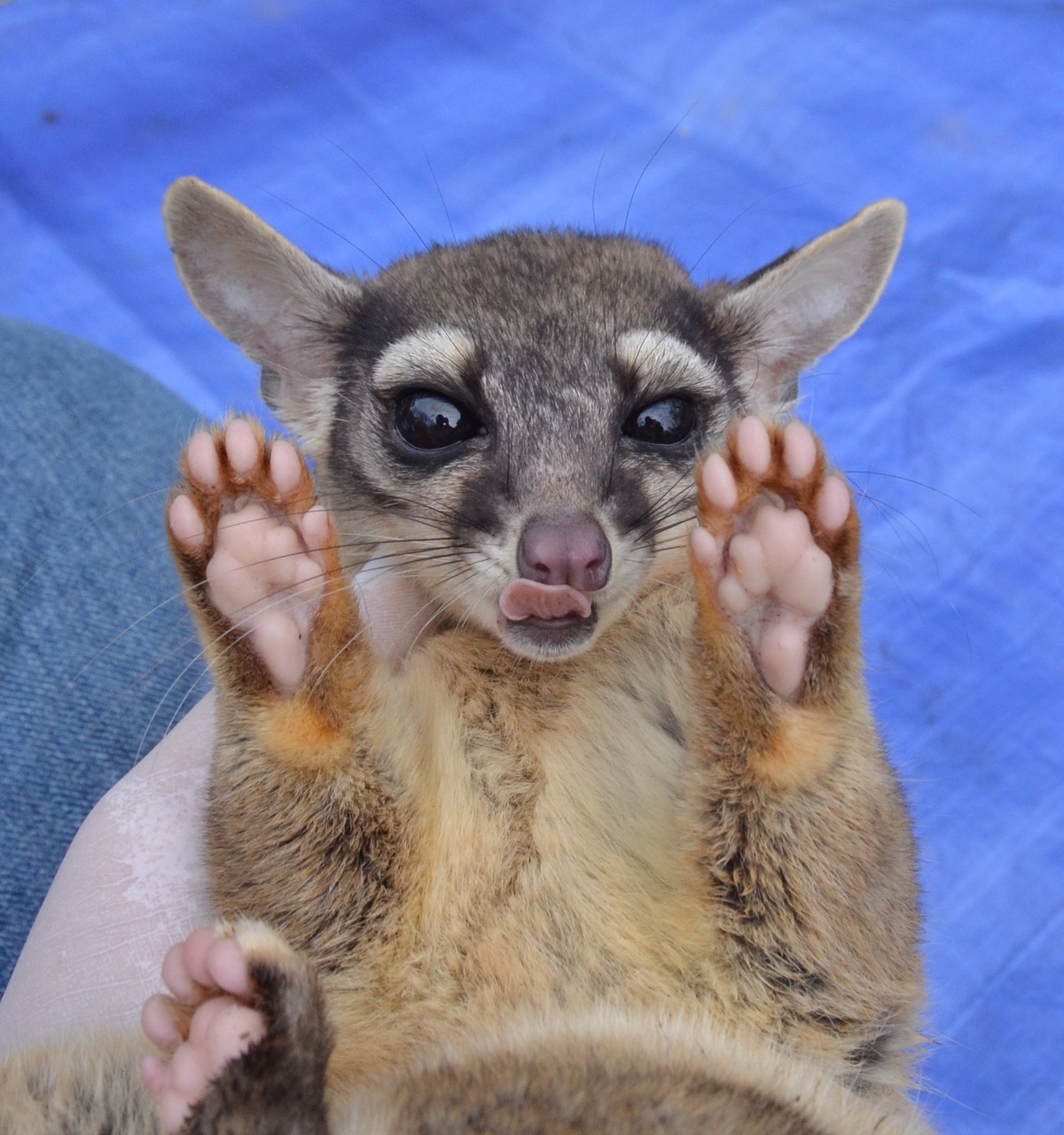 Sacramento - Meet the ringtail, Bassariscus astutus, a lesser-known ...