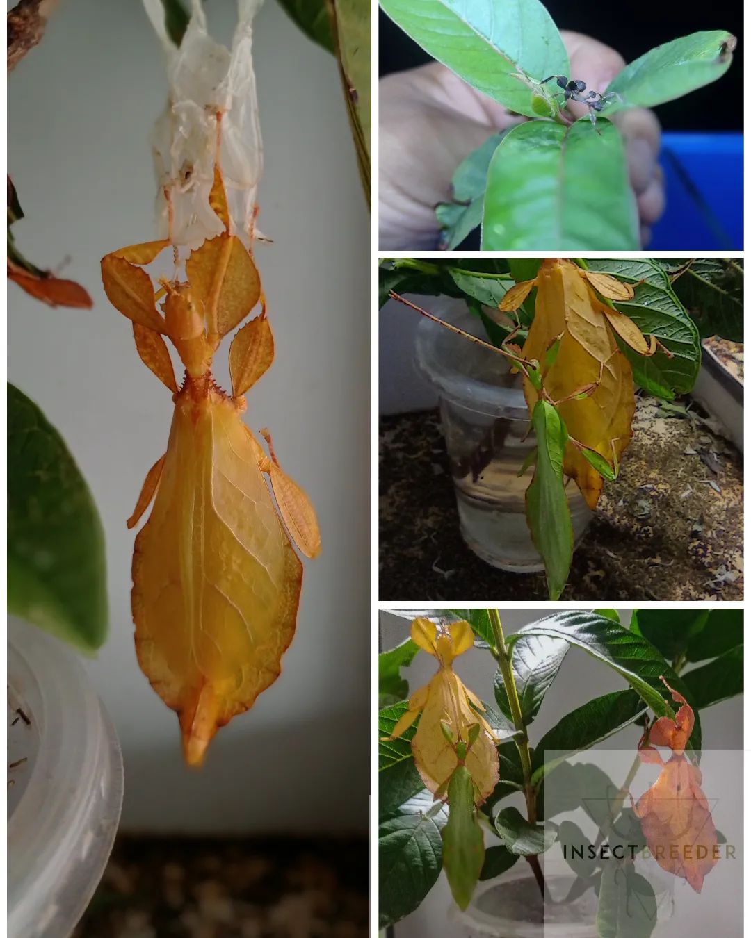 Insect Breeder