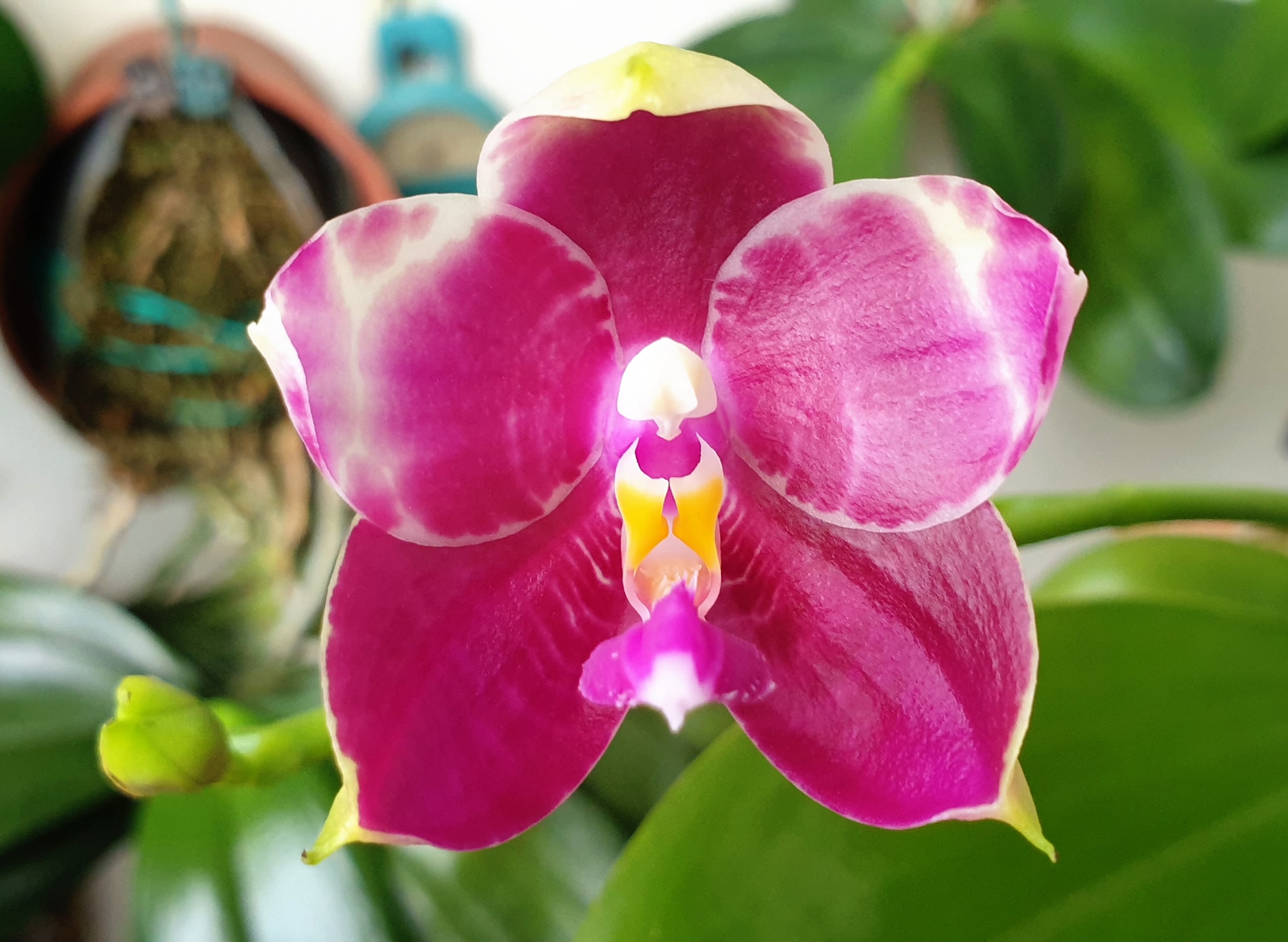 Phalaenopsis Lyndon Mix Zebra '822' first bloom. 🥰😍