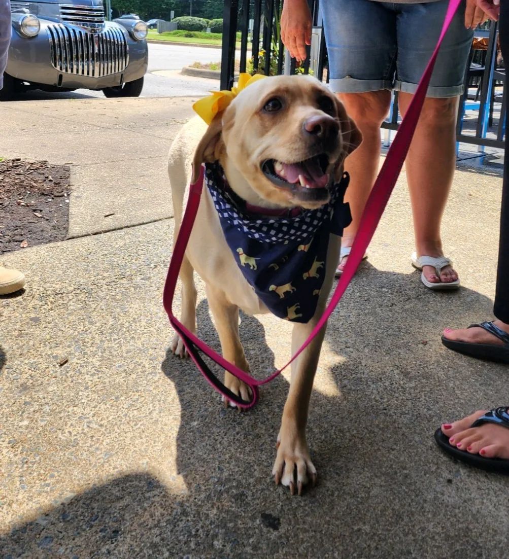 Lab Rescue LRCP | Annandale VA