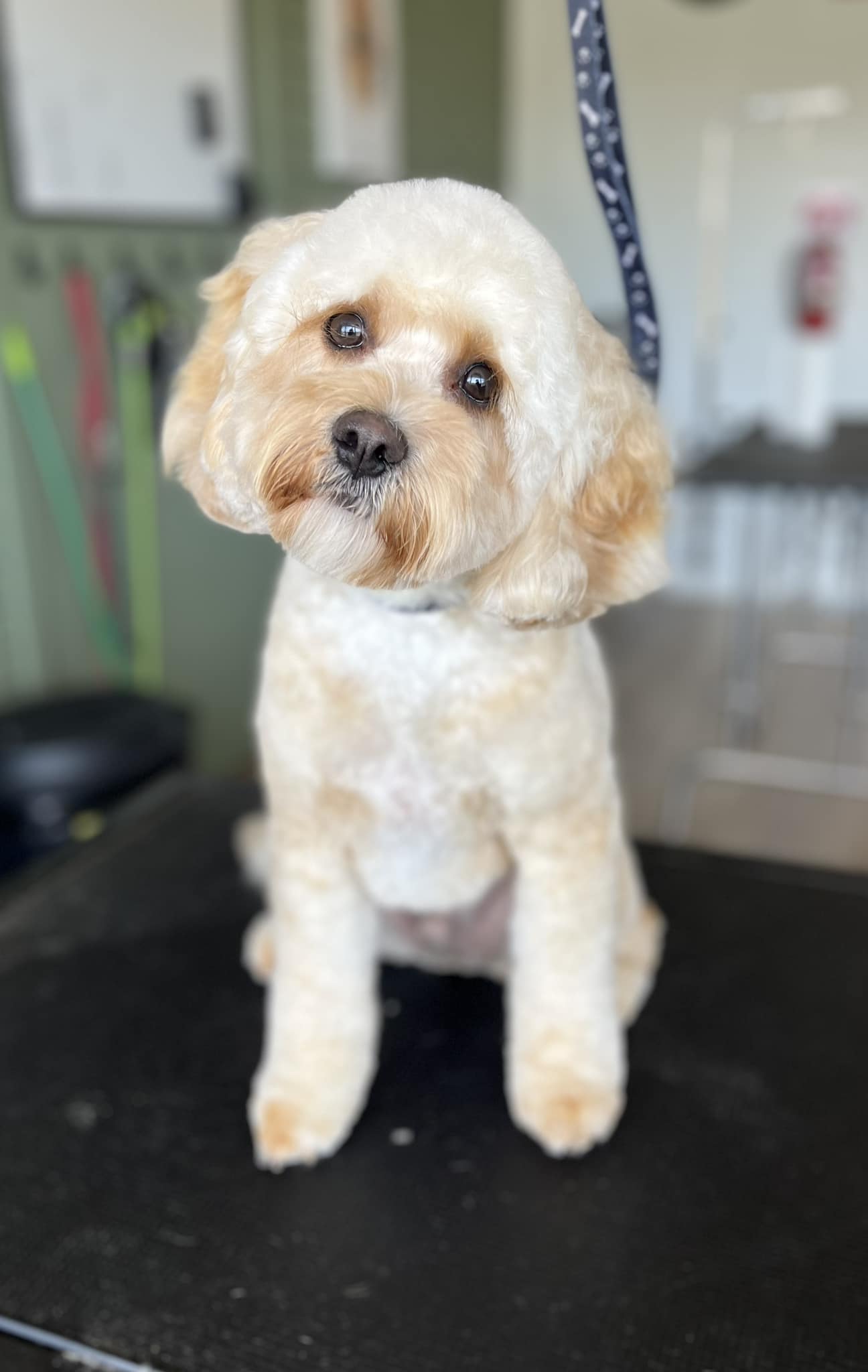 The Dog House Grooming Salon | Bendigo VIC