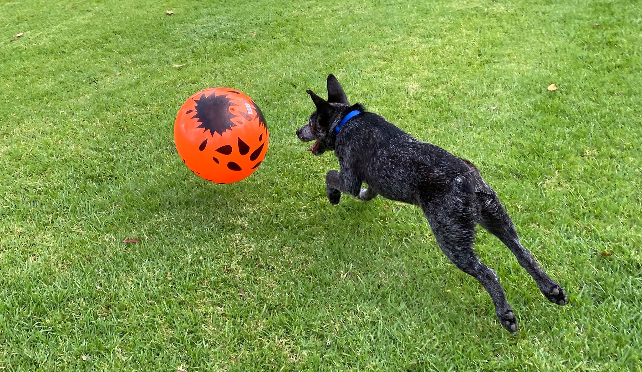 Australian Stumpy Tail Cattle Dogs ASTCD Merchandise