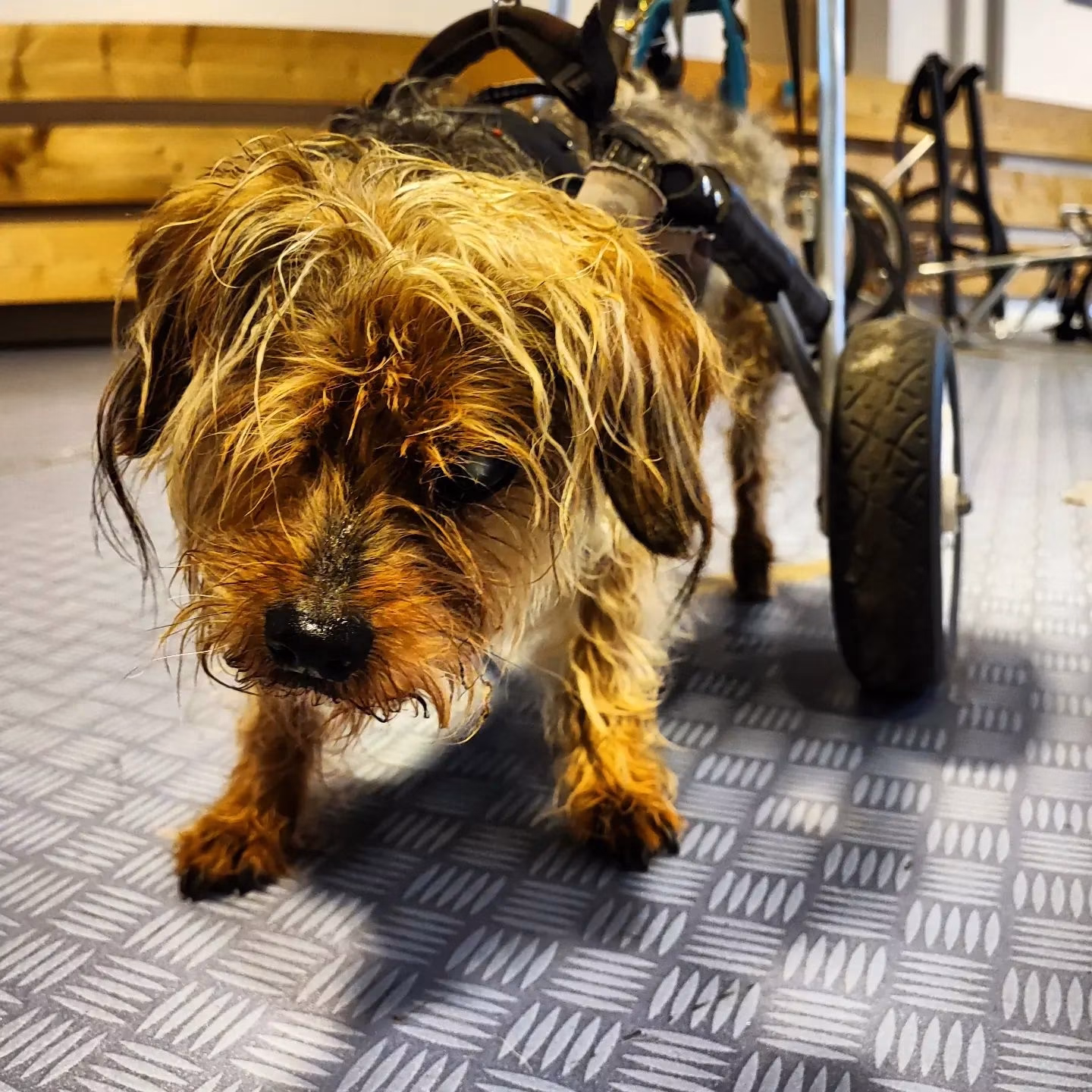 Der kleine Matze, 16 Jahre alt,... - Rehatechnik für Tiere