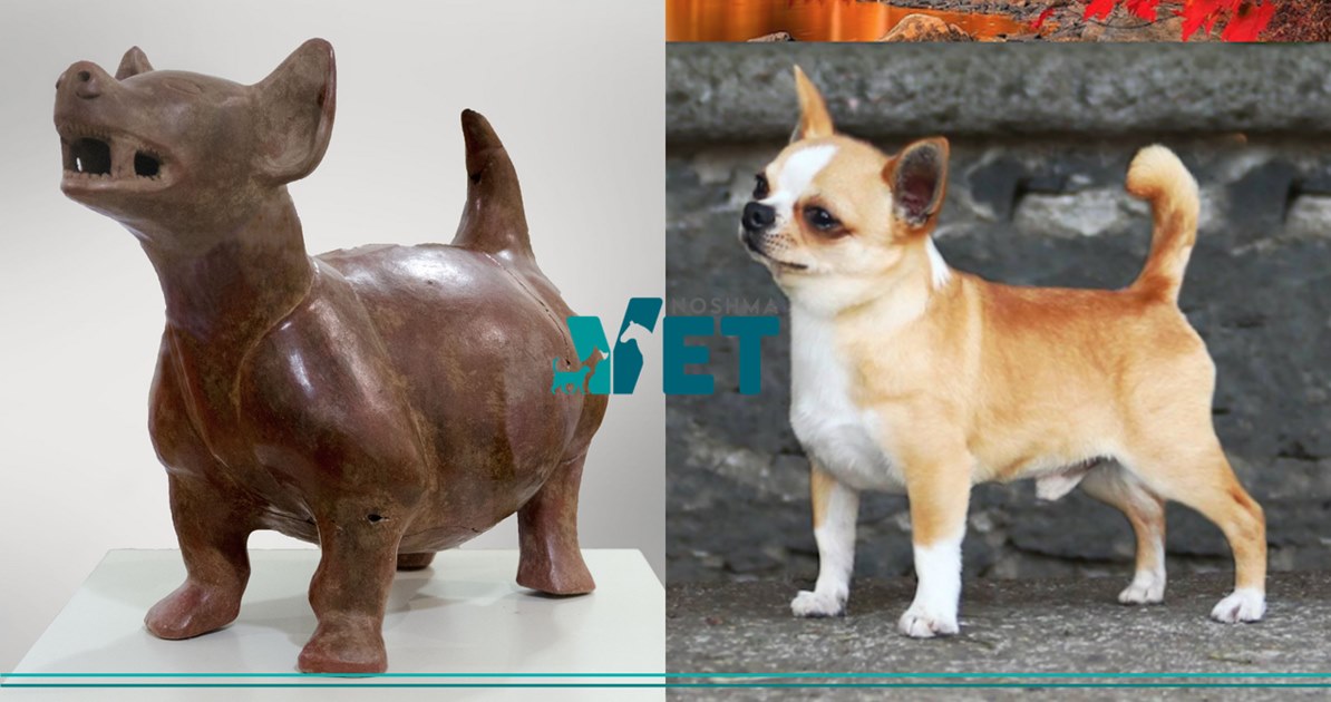 El origen del perro... - Consultorio Veterinario Noshma