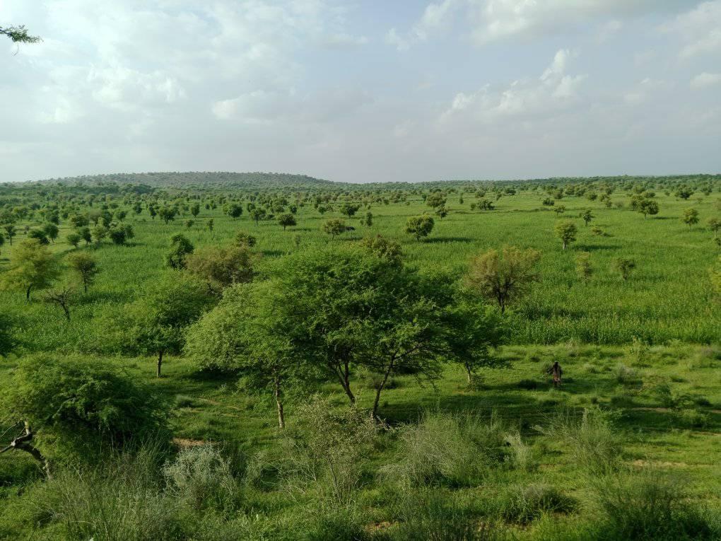 Lal Muhammad Rind Baolch