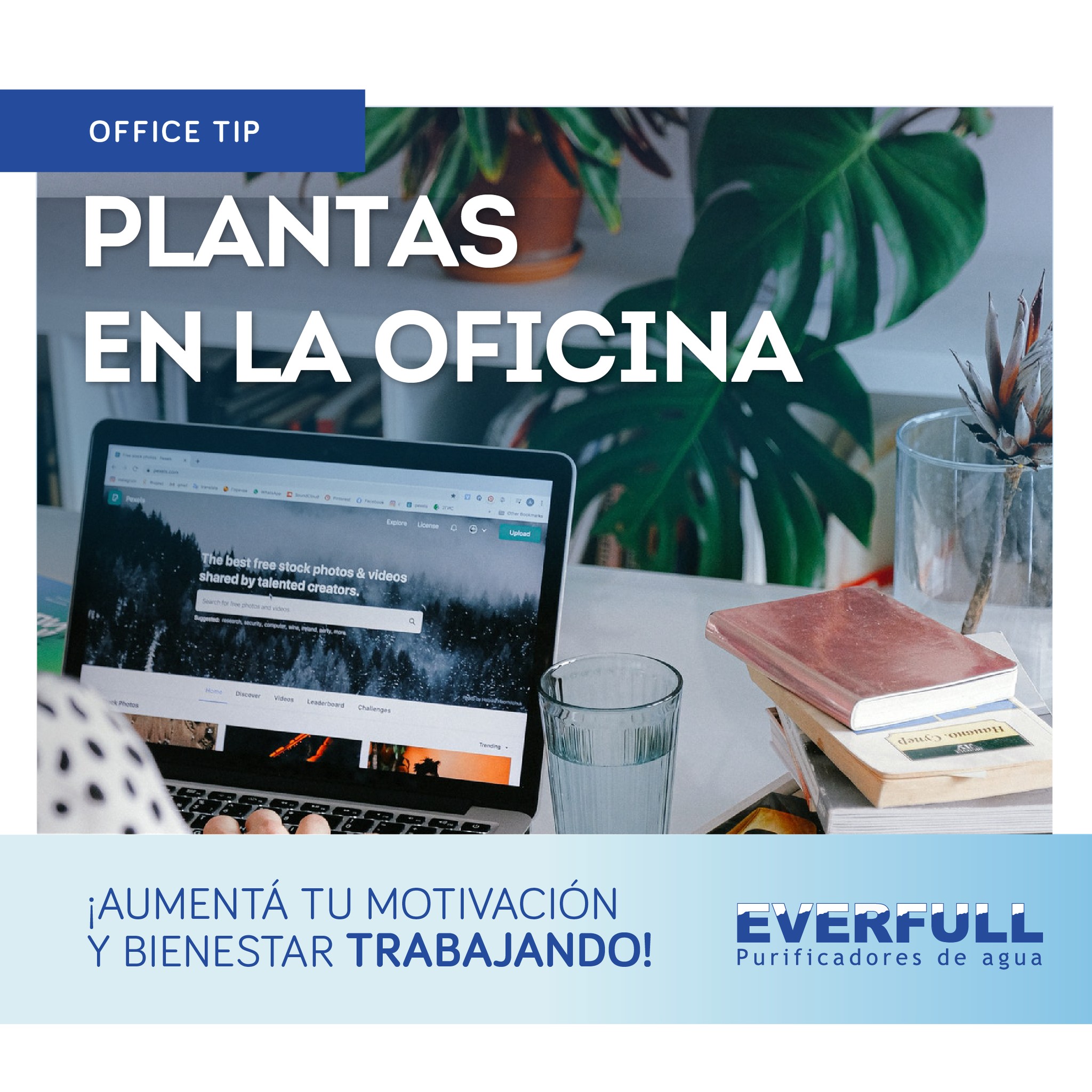 Everfull - ¿Sabías que es beneficioso tener plantas en tu...