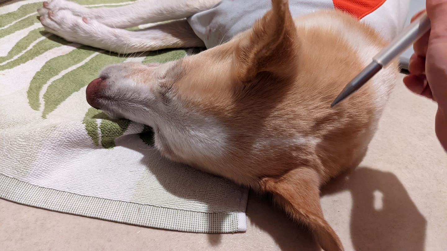 犬の整体 マッサージ ストレッチ Dog Momimomi Fujisawa Shi Kanagawa Facebook