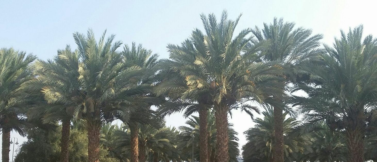 תמרים ערבה | Hatzeva