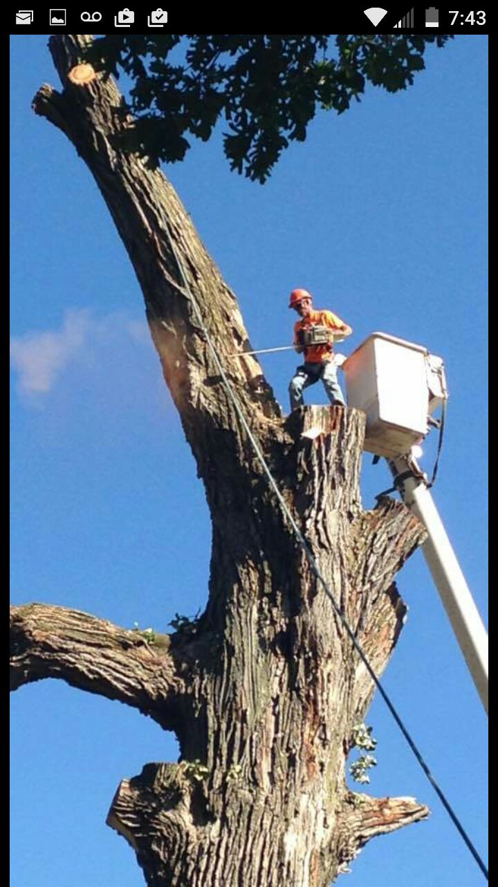 R&S TREE Service | Marion IN