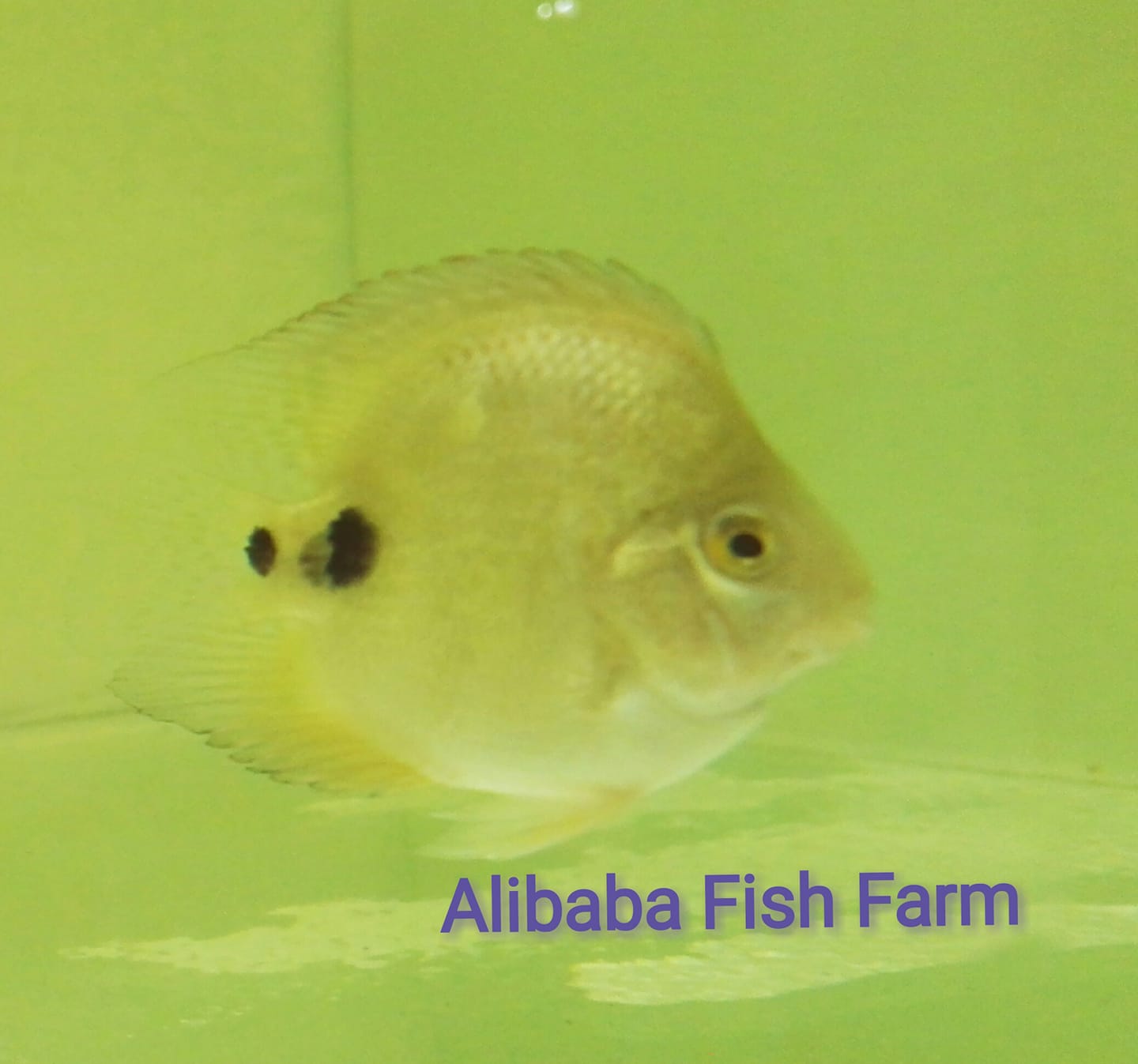 Alibaba Fish Farm - Wholesale