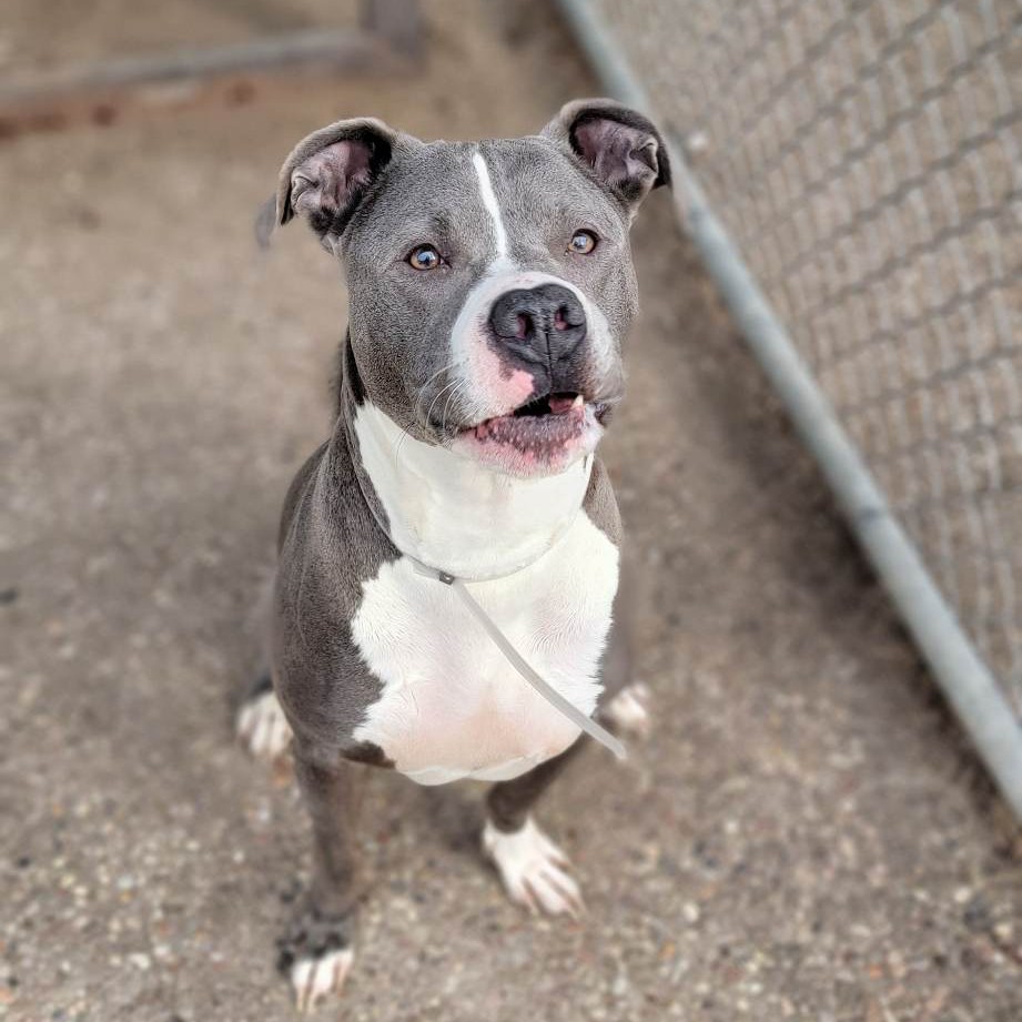 🌈💔 Hughie, Guapo,... - Volunteers for Houston Shelter Pets