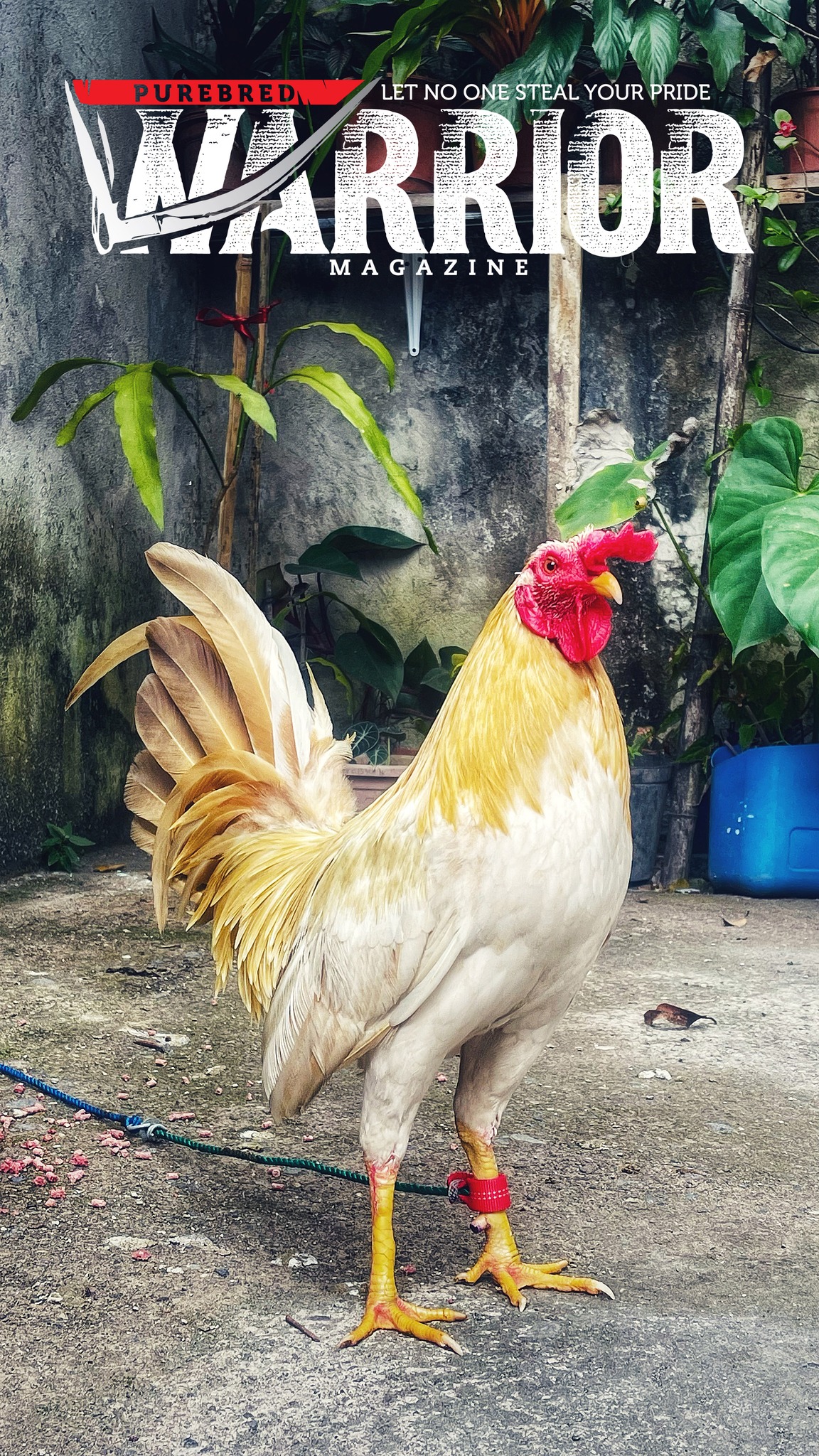 🚨 Calling All Gamefowl... - Purebred Warrior Magazine