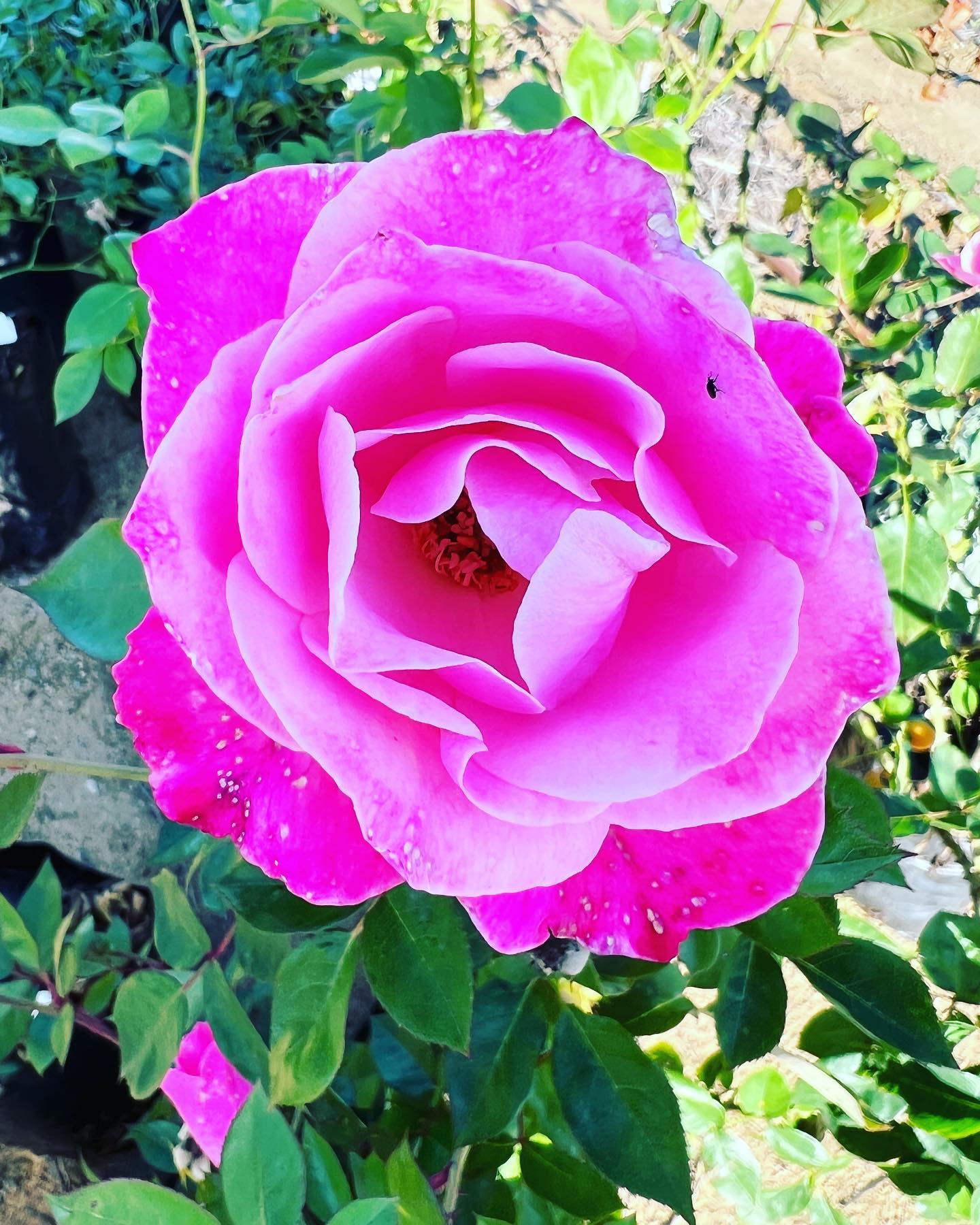 First batch of Roses to add some... - The Valley Potager | Facebook