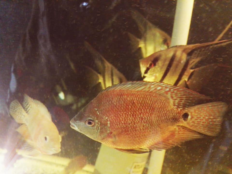 Alibaba Fish Farm - Wholesale