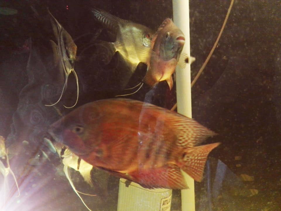 Alibaba Fish Farm - Wholesale