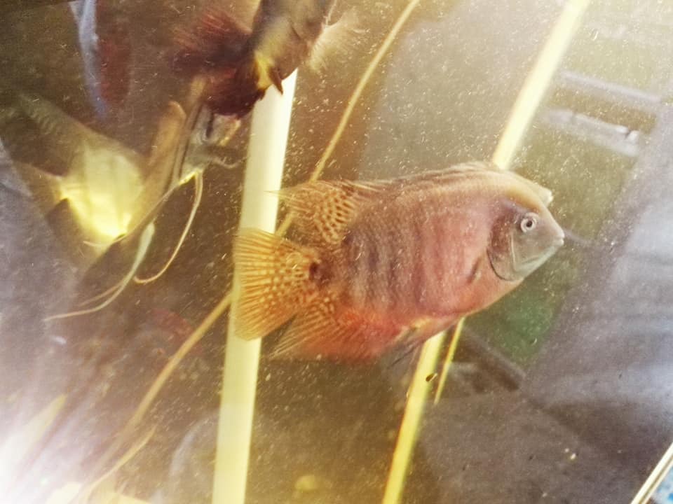 Alibaba Fish Farm - Wholesale