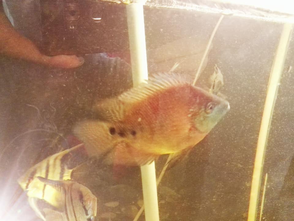 Alibaba Fish Farm - Wholesale