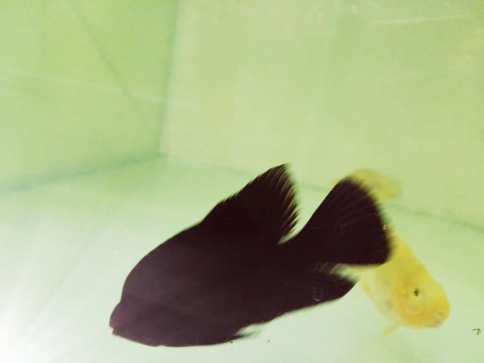 Alibaba Fish Farm - Wholesale
