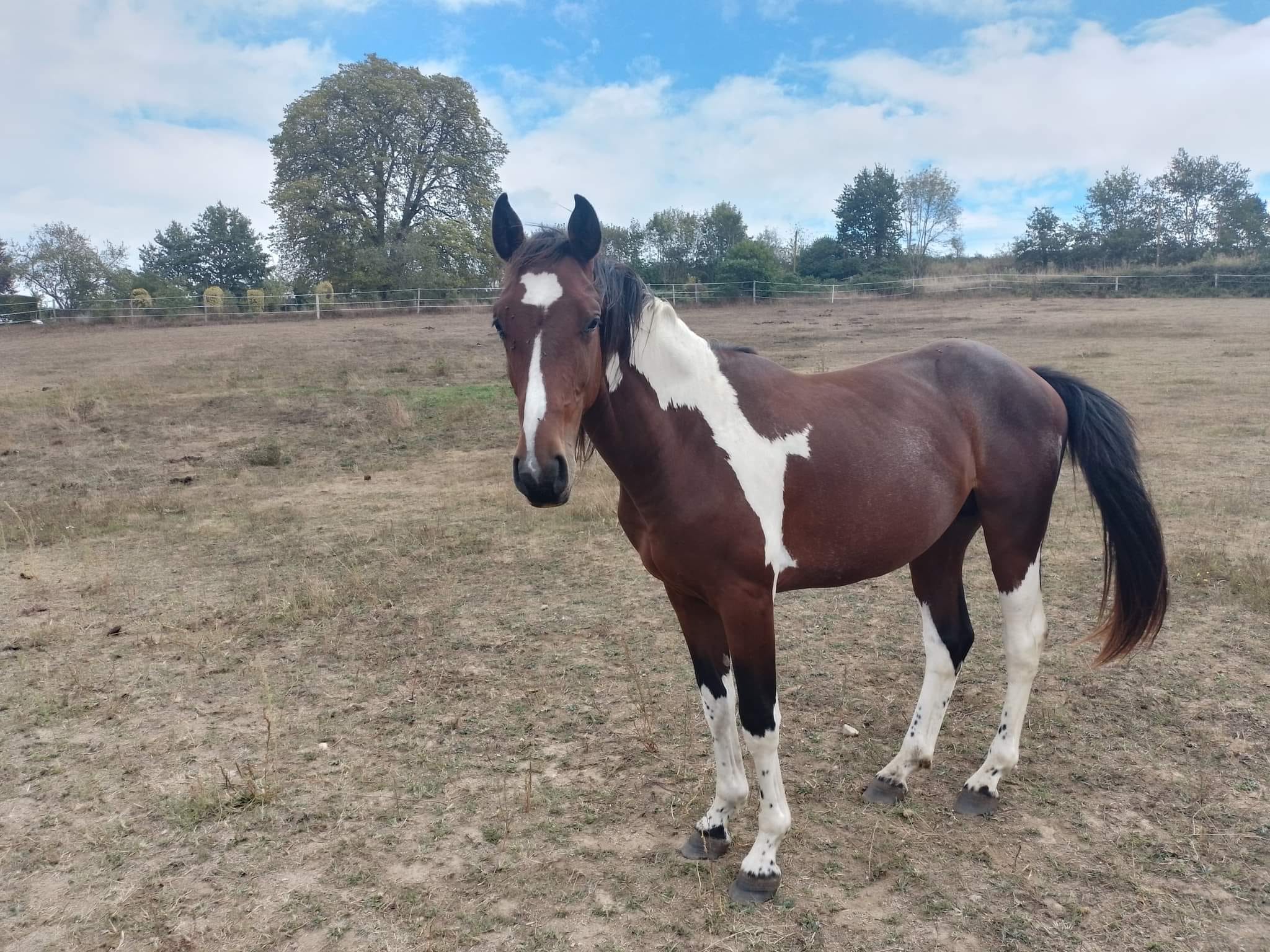 Écuries - A vendre kupidon de karnoé 2 ans entier PIE TOBIANO AES plein ...
