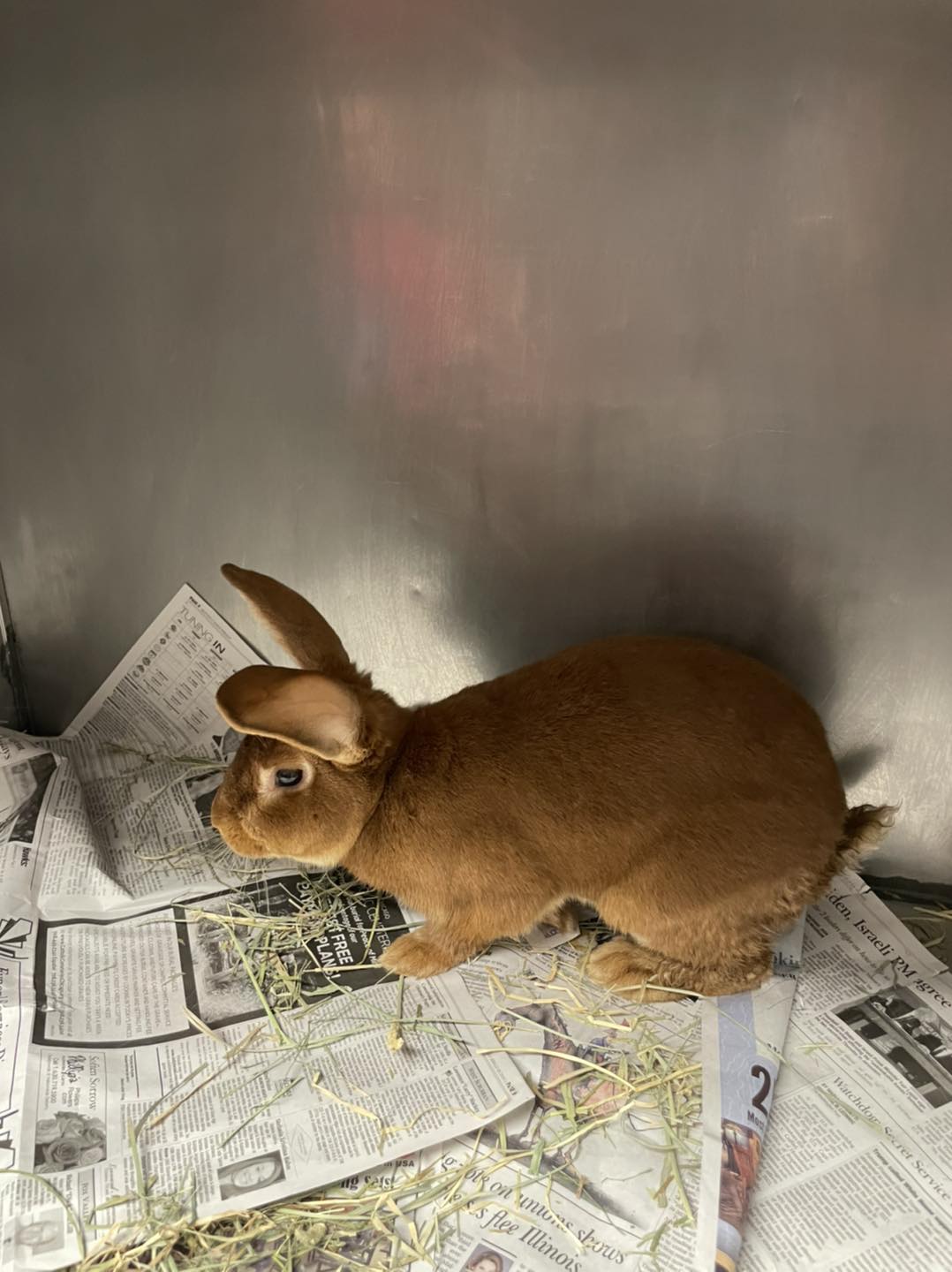 Anyone missing a rabbit? Found in... - Lakes Animal Clinic