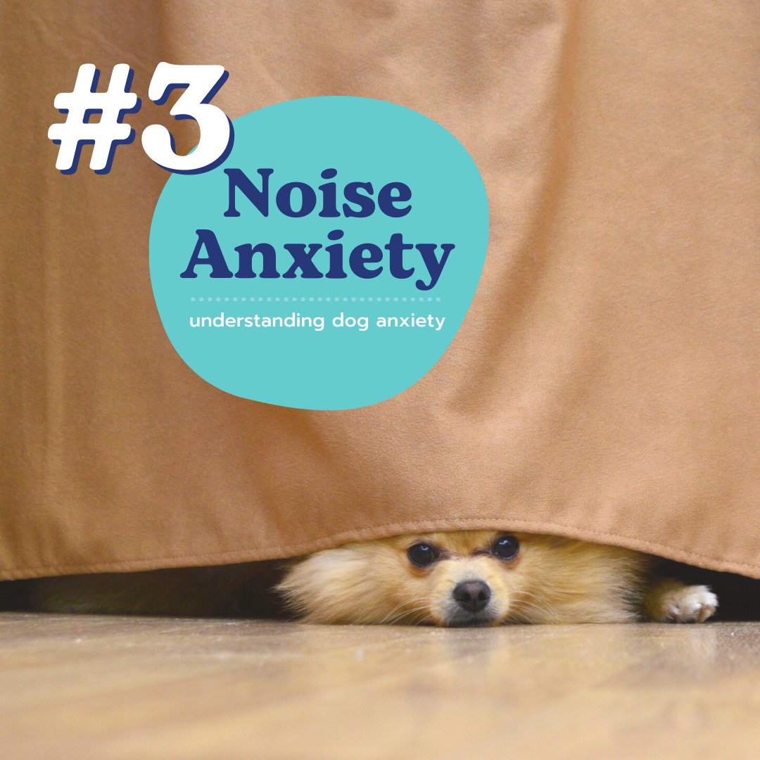 Hello Ralphie - Is your dog afraid of a specific noise? It...