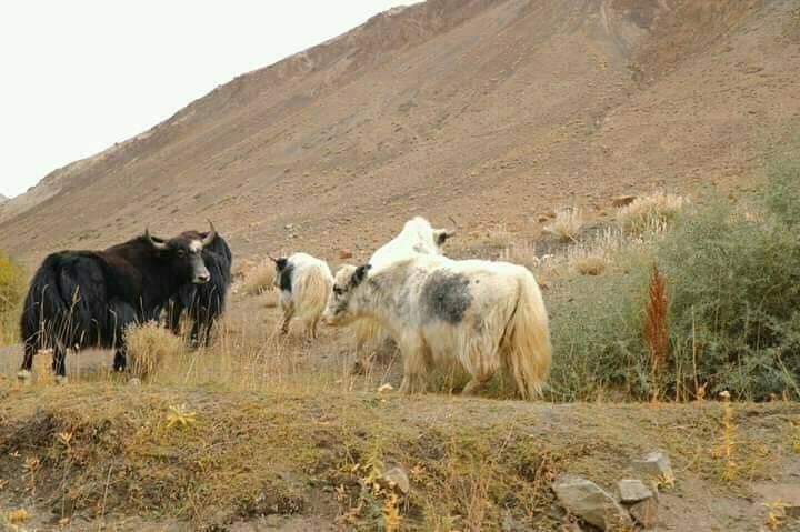 Hunza Organic Farm | Karimabad