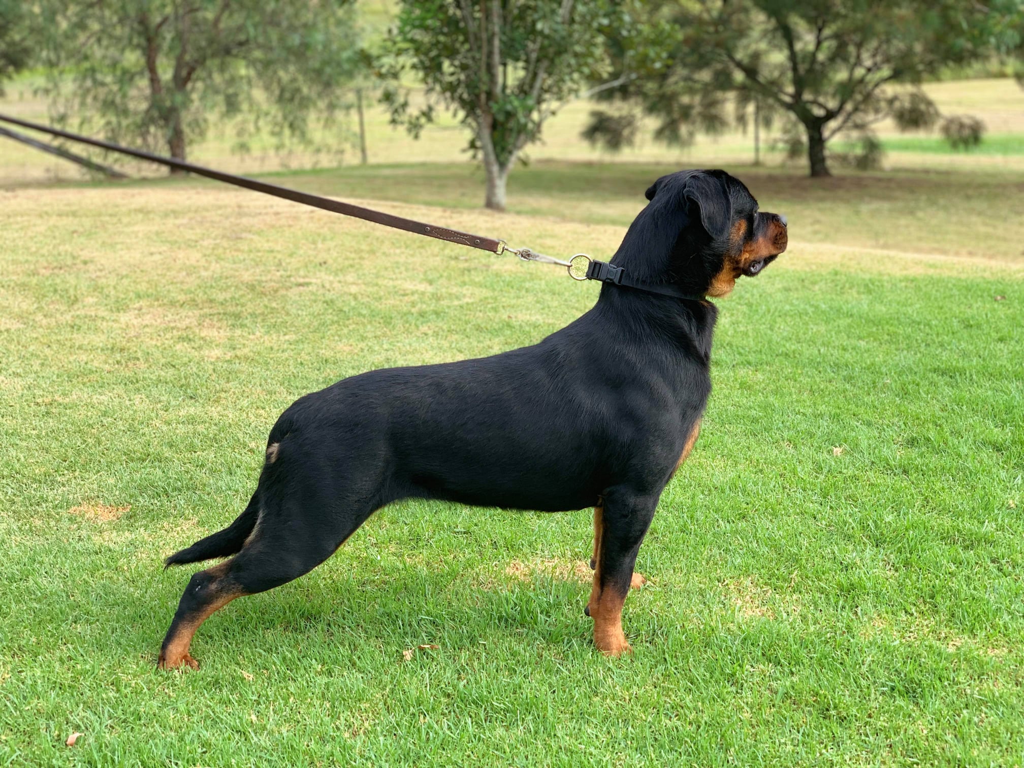 Vonblitz Rottweilers