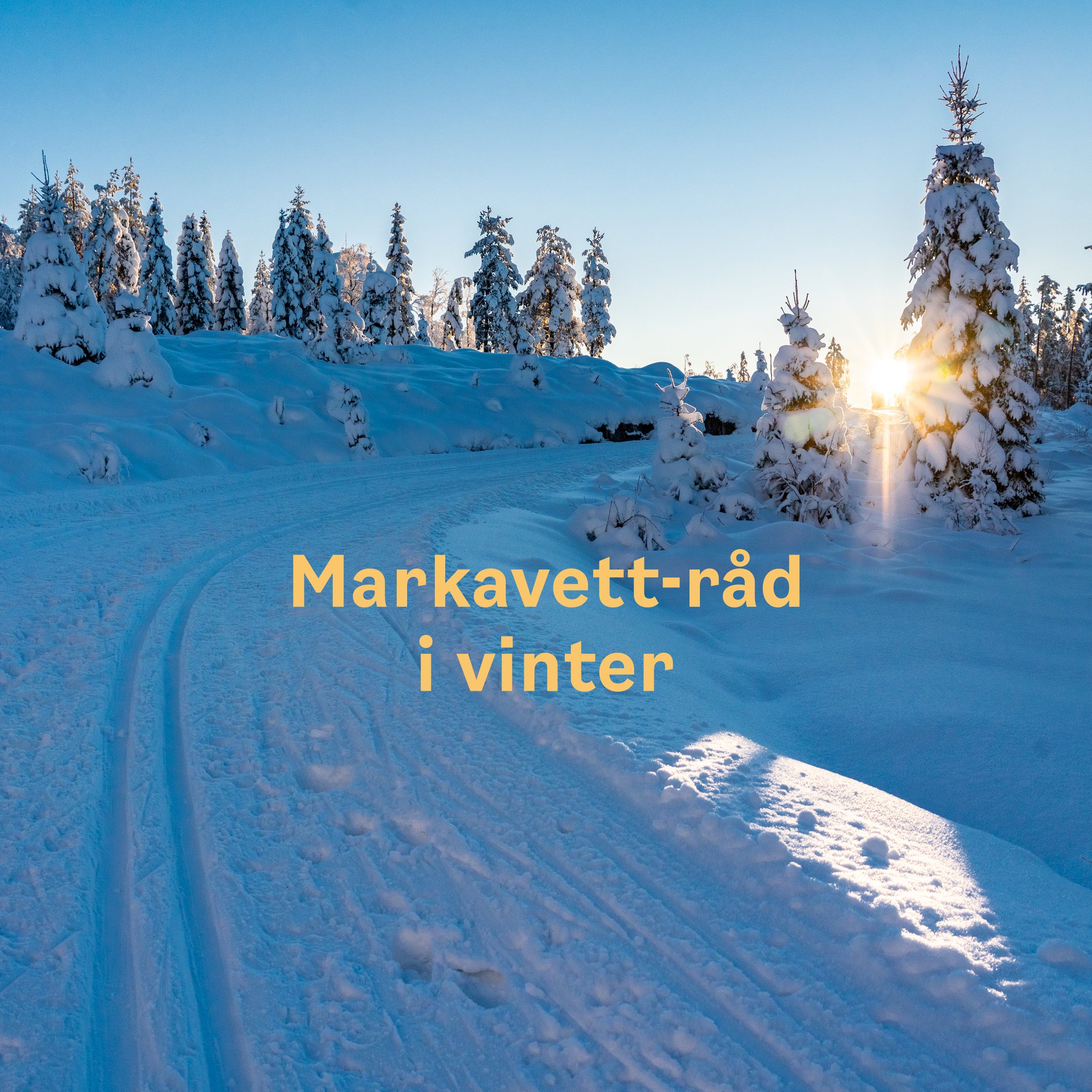 Bymiljøetaten - Markavett-råd i vinter 🌲 ️ Etter en våt og mørk høst ...