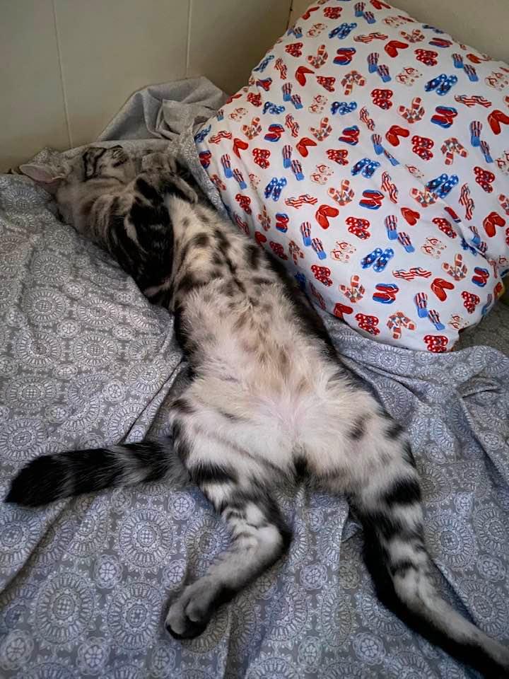 Evil-Lyn's unique sleeping habit