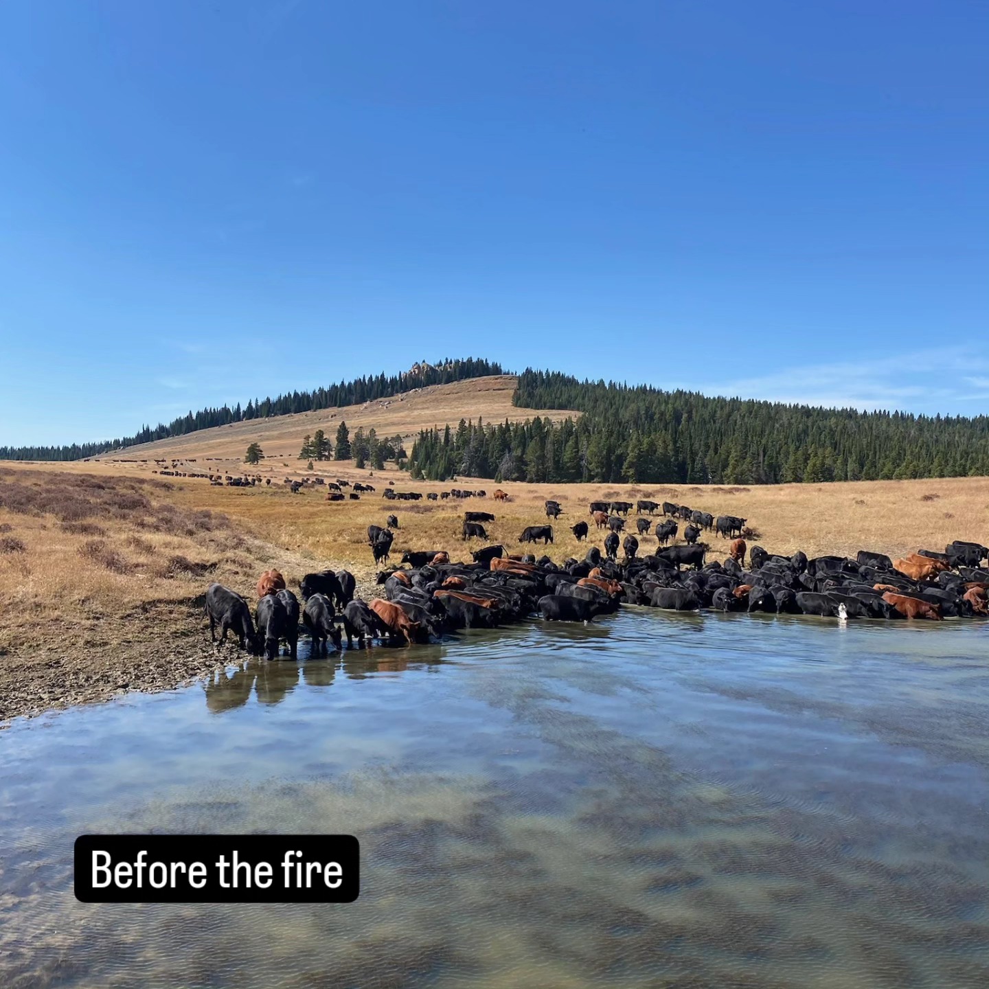 Padlock Premium Beef | Ranchester WY