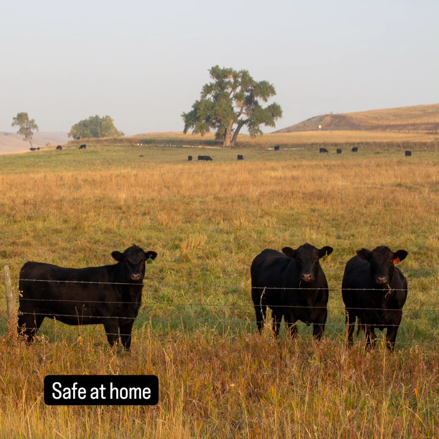 Padlock Premium Beef | Ranchester WY
