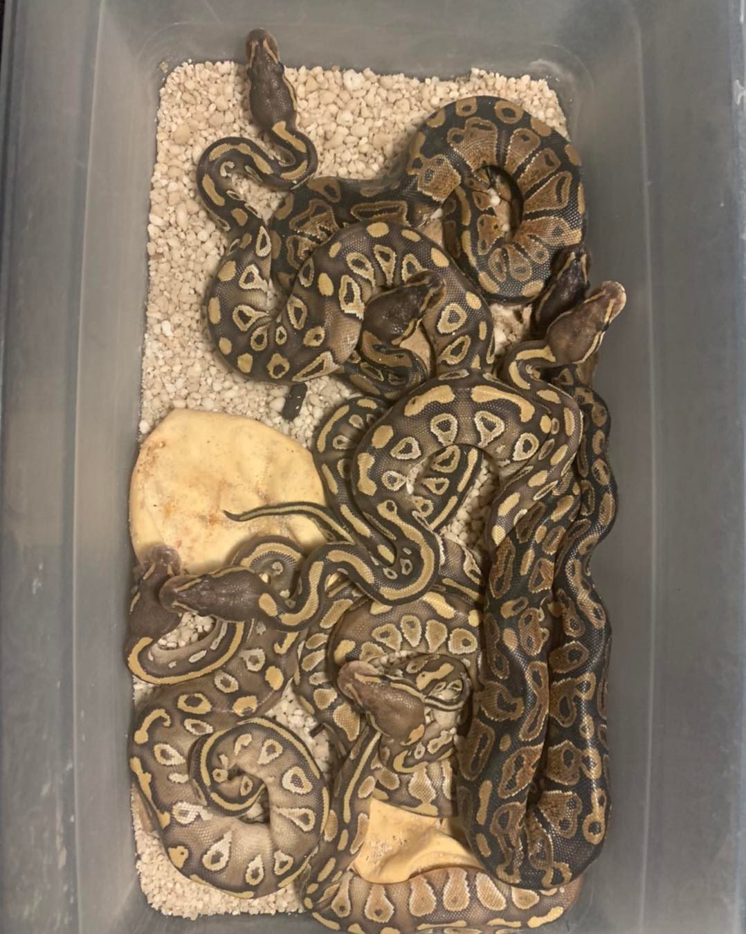 Pope's Pythons | Mercer PA