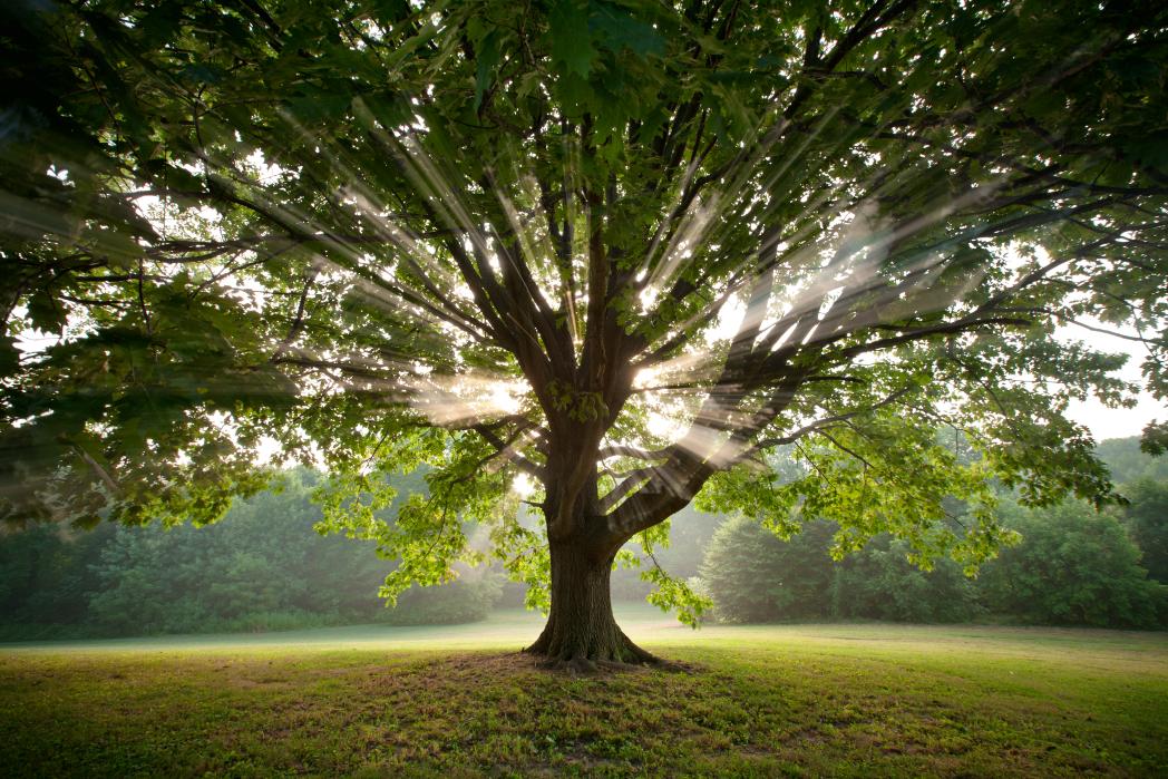 Maple Hill Tree Services | Burlington ON