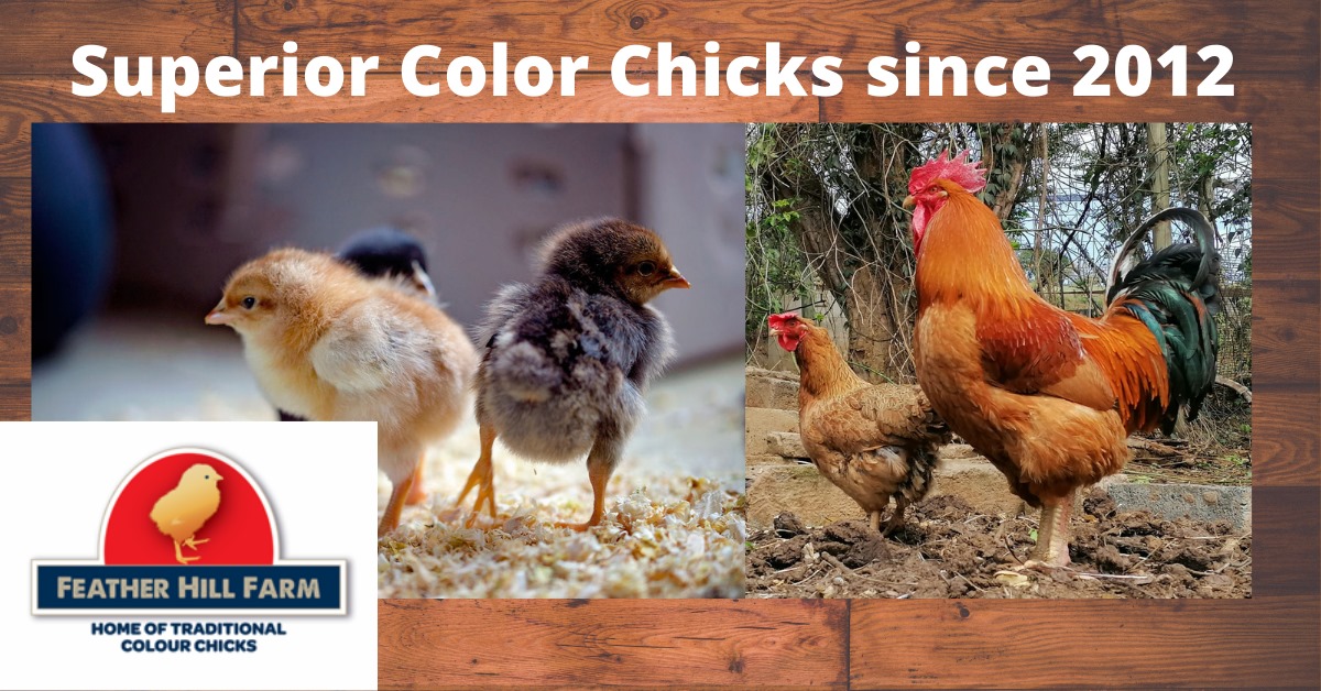 Feather Hill Farm | Cato Ridge