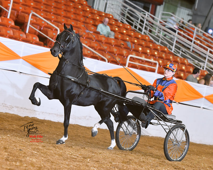 Gary Altizer Stables, LLC | Crockett VA