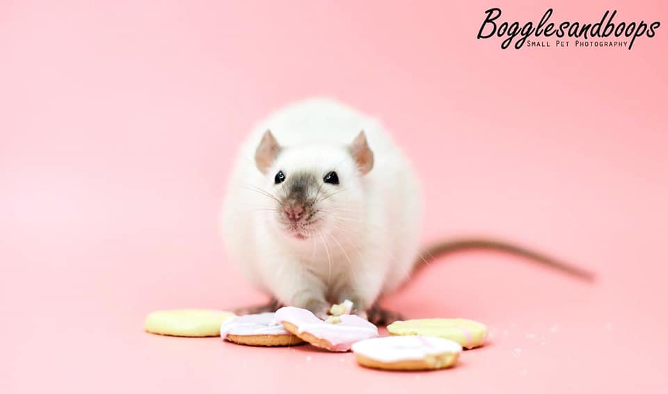 🍰🍪🍬🍩🍭 food as a... - Bogglesandboops Small Pet Photography | Facebook