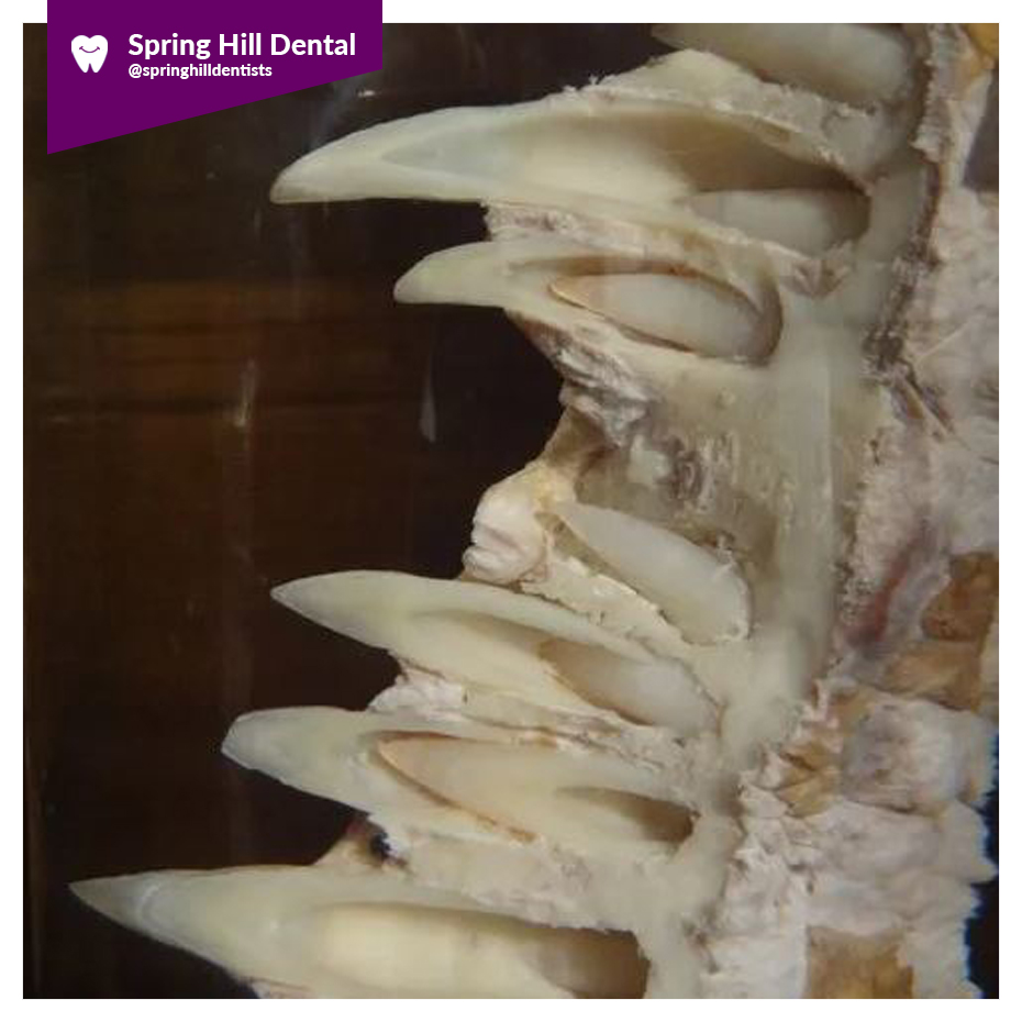 🐊 Check out this cross-section of a... - Spring Hill Dental | Facebook