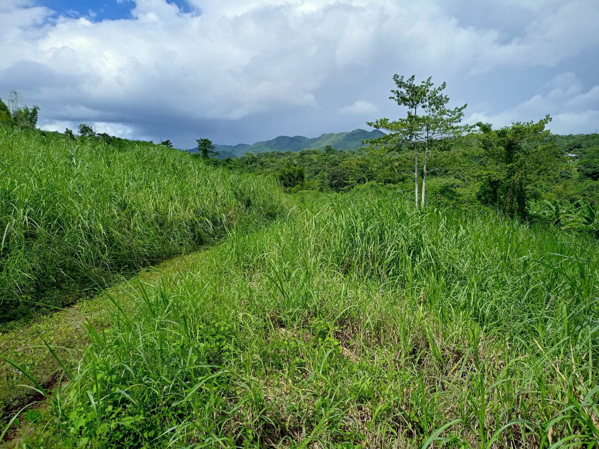 Rizal Farm and Residential Lot