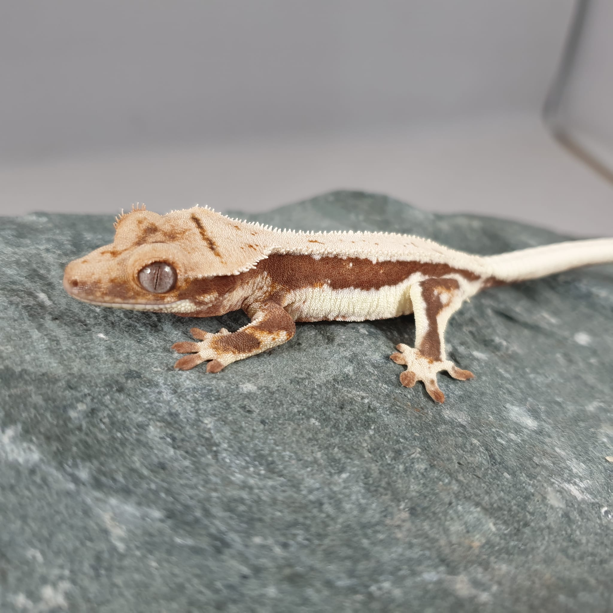 Meet Carnage! I've wanted a red... - Gecko Loco Exotics